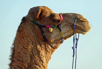 Profile Camel's Head